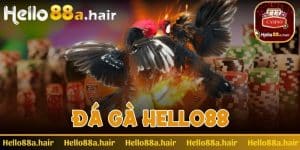 Đá gà Hello88